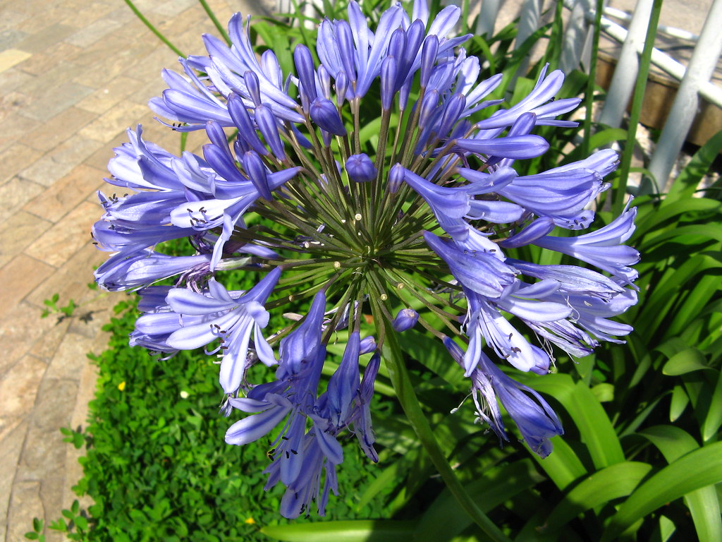 Agapanto (Agapanthus africanus)