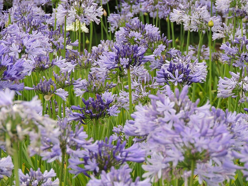 Agapanto (Agapanthus africanus) Agapanto (Agapanthus africanus)