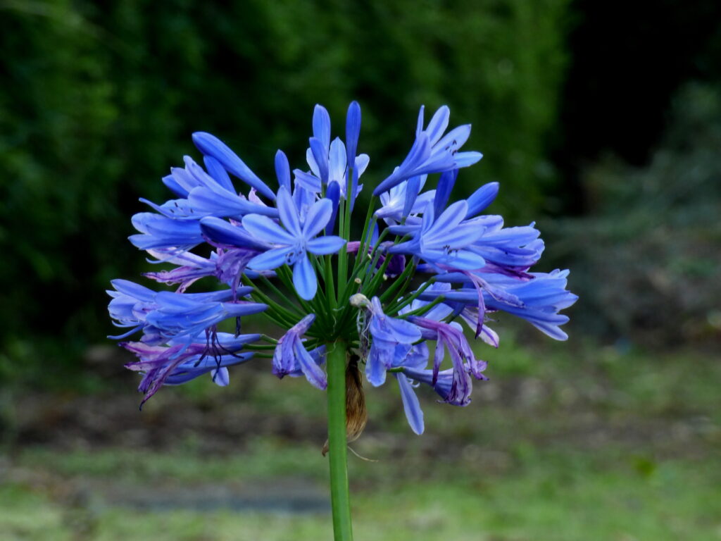 Agapanto (Agapanthus africanus)