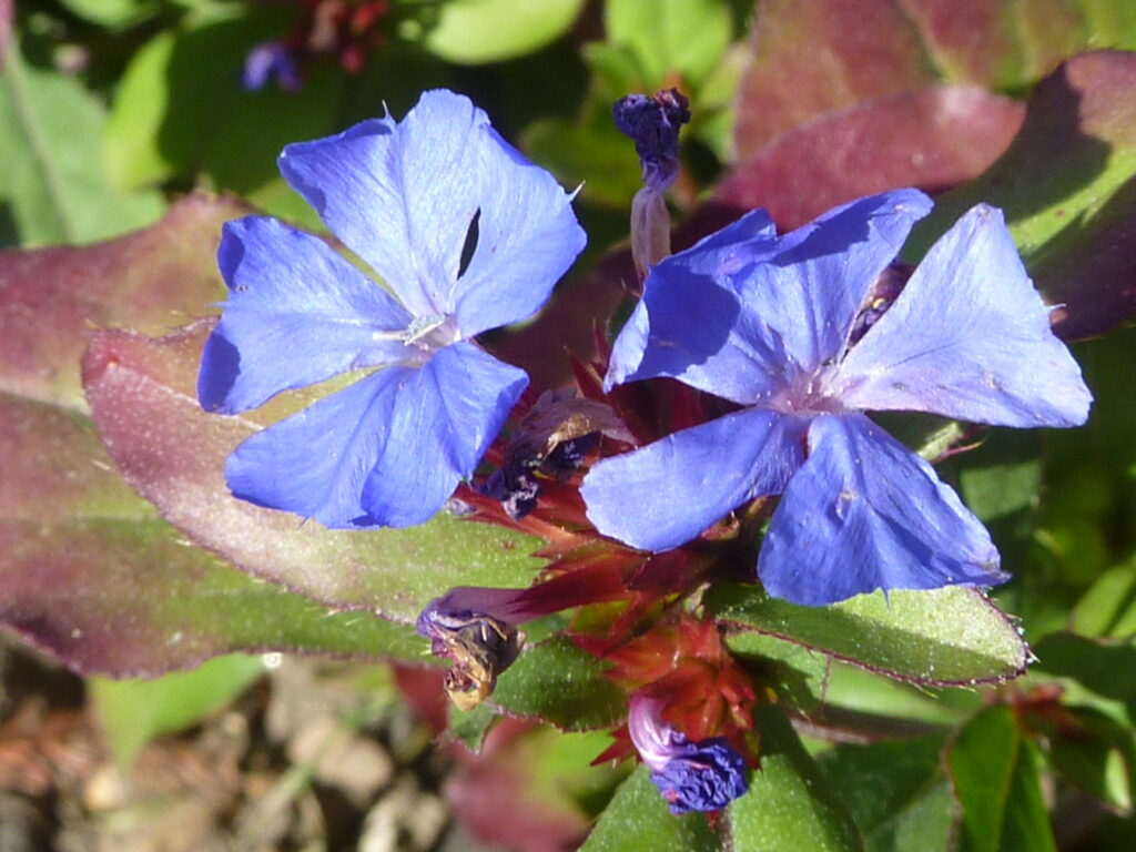 Flores Azuis Flores Azuis