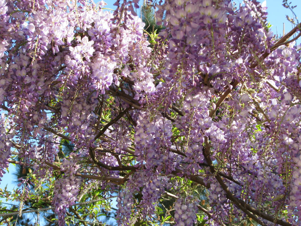 Glicínia (Wisteria sp) Glicínia (Wisteria sp)