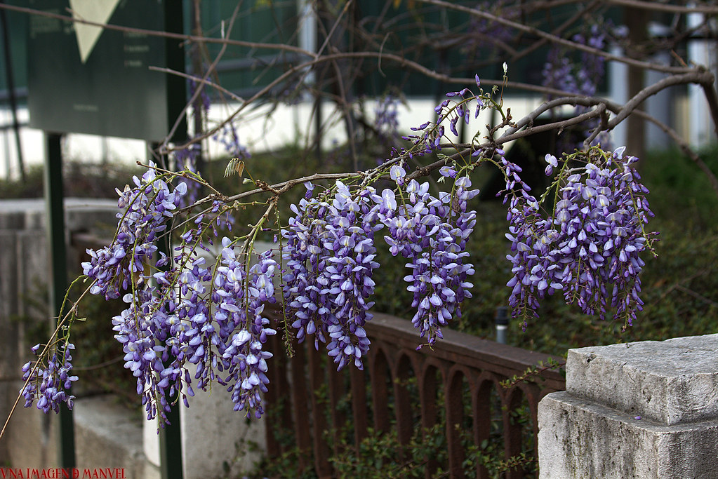 Glicínia (Wisteria sp)