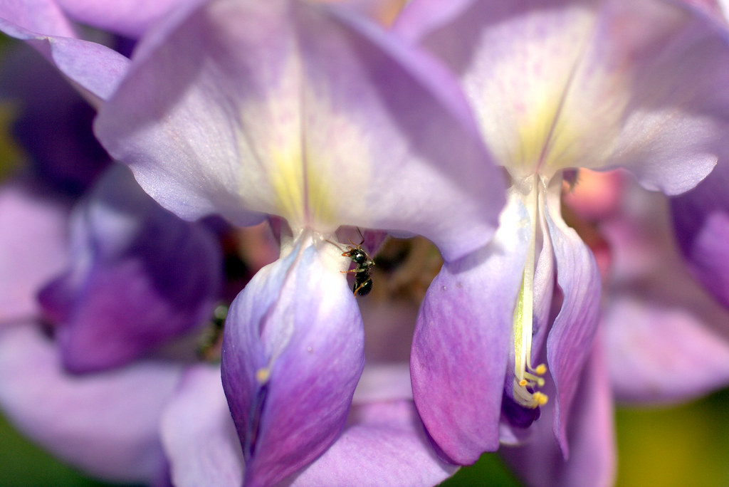 Glicínia (Wisteria sp) Glicínia (Wisteria sp)