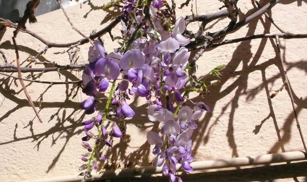 Glicínia (Wisteria sp)
