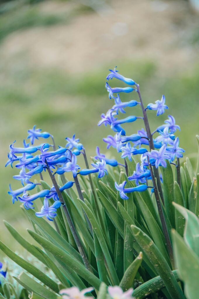 Flores Azuis Flores Azuis