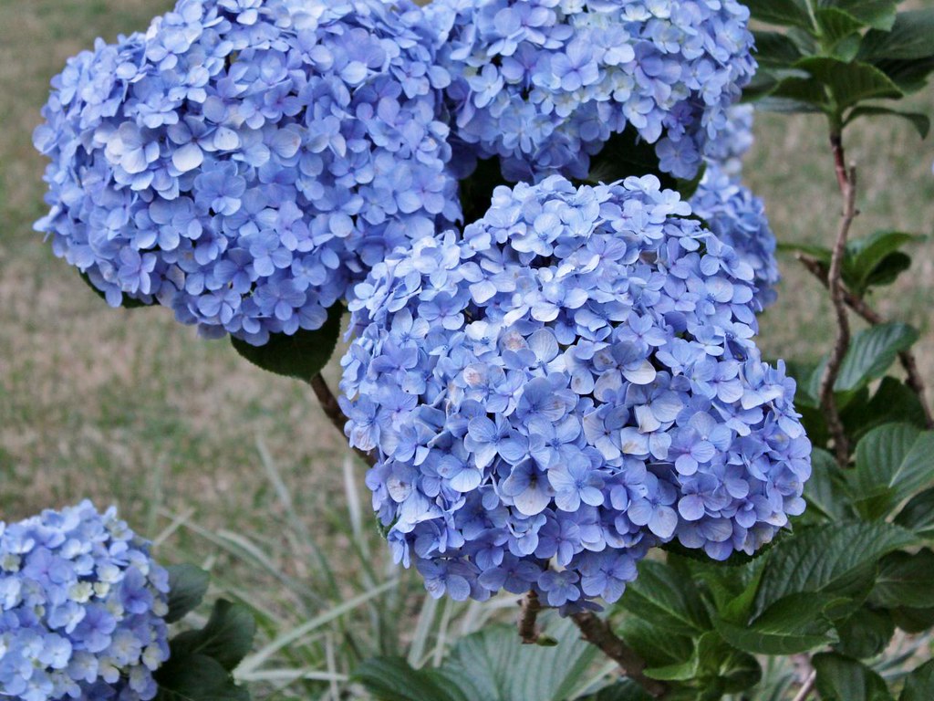 Flores Azuis Flores Azuis