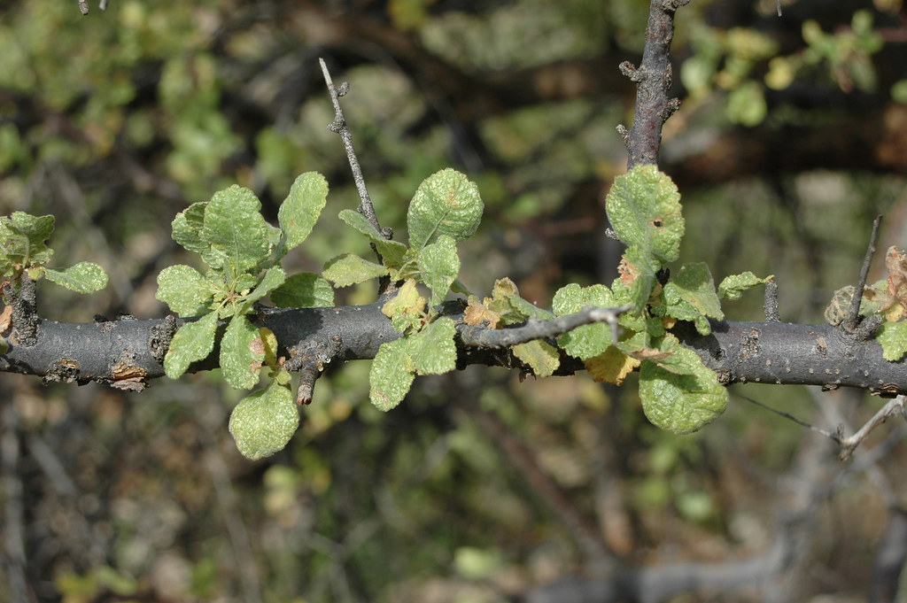 Planta Mirra (Commiphora myrrha)