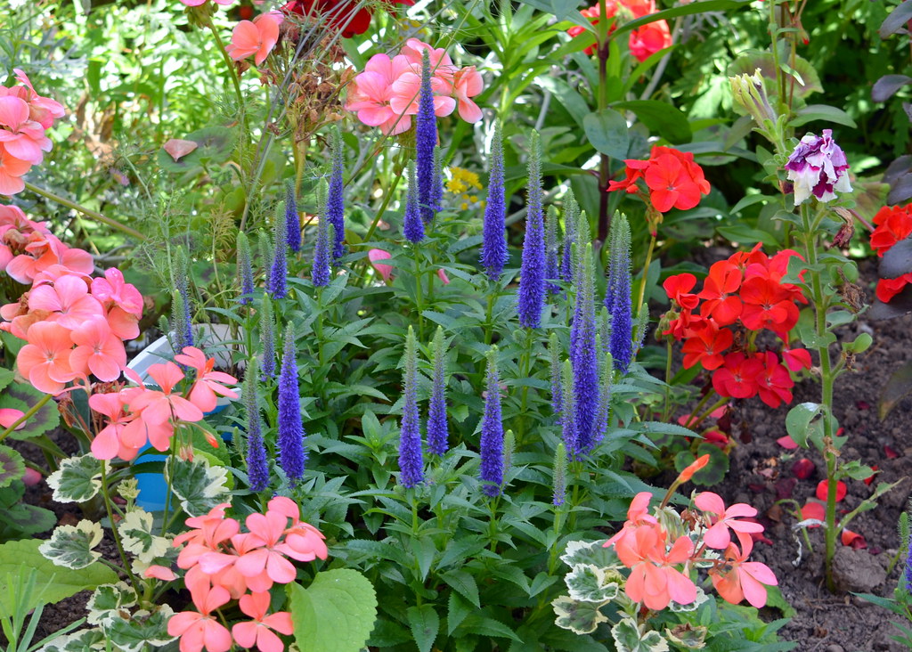 Flores Azuis Flores Azuis