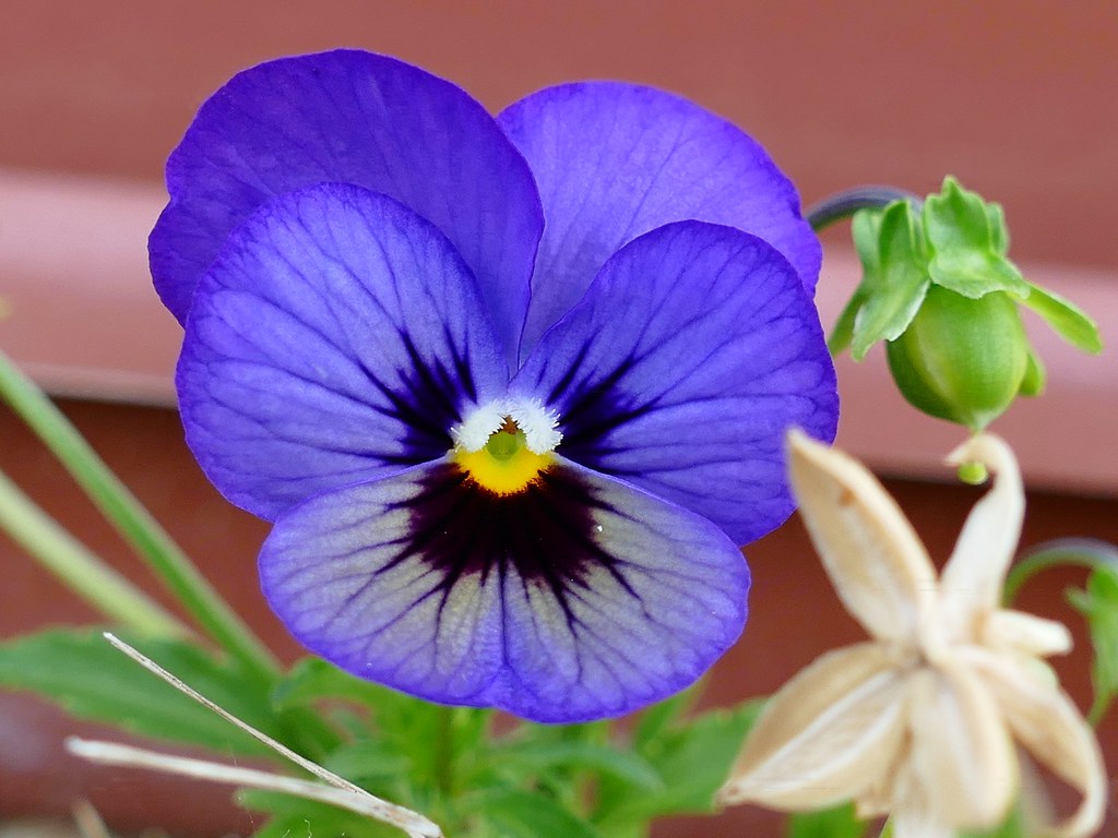 Flores Azuis Flores Azuis