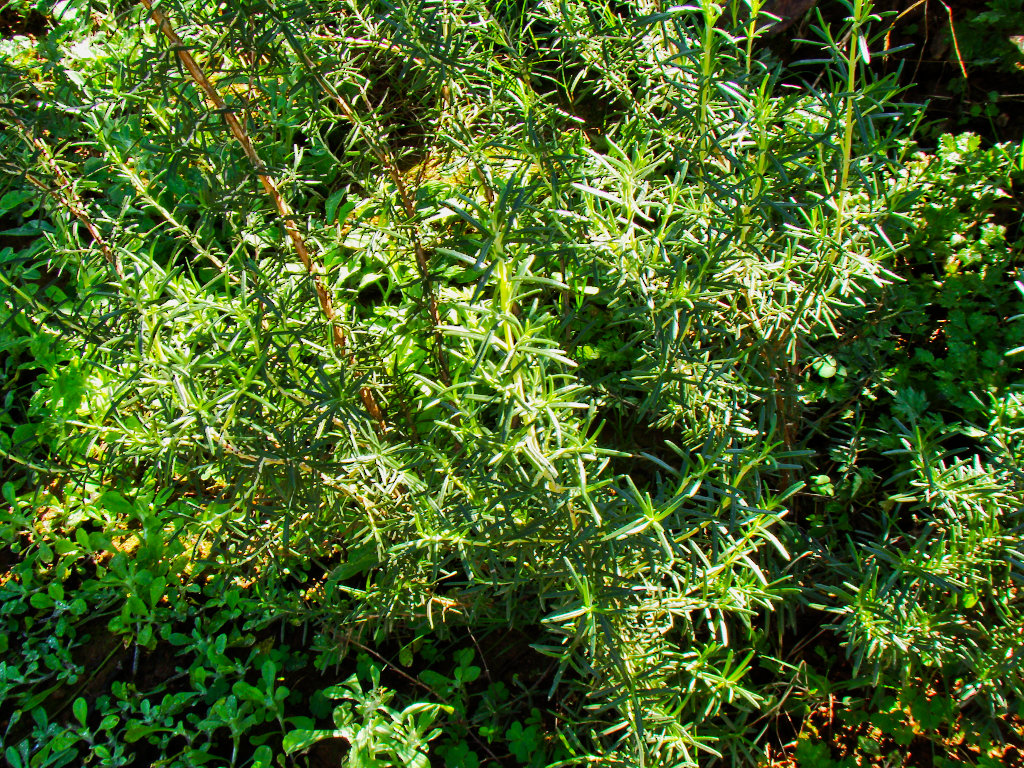 Plantas da Sorte Plantas da Sorte