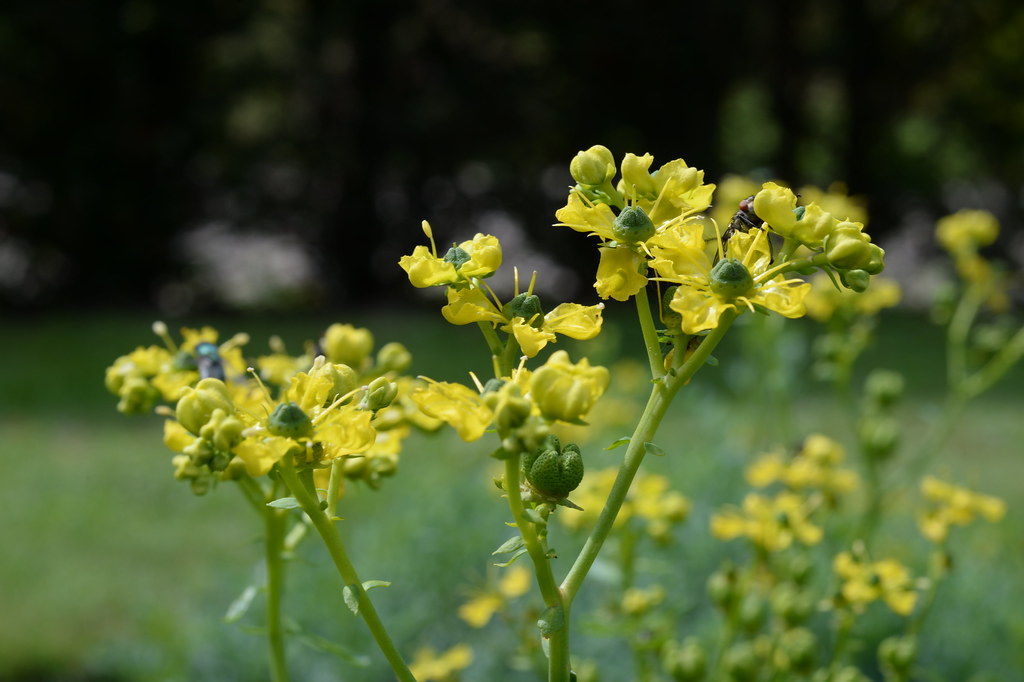 Plantas da Sorte Plantas da Sorte