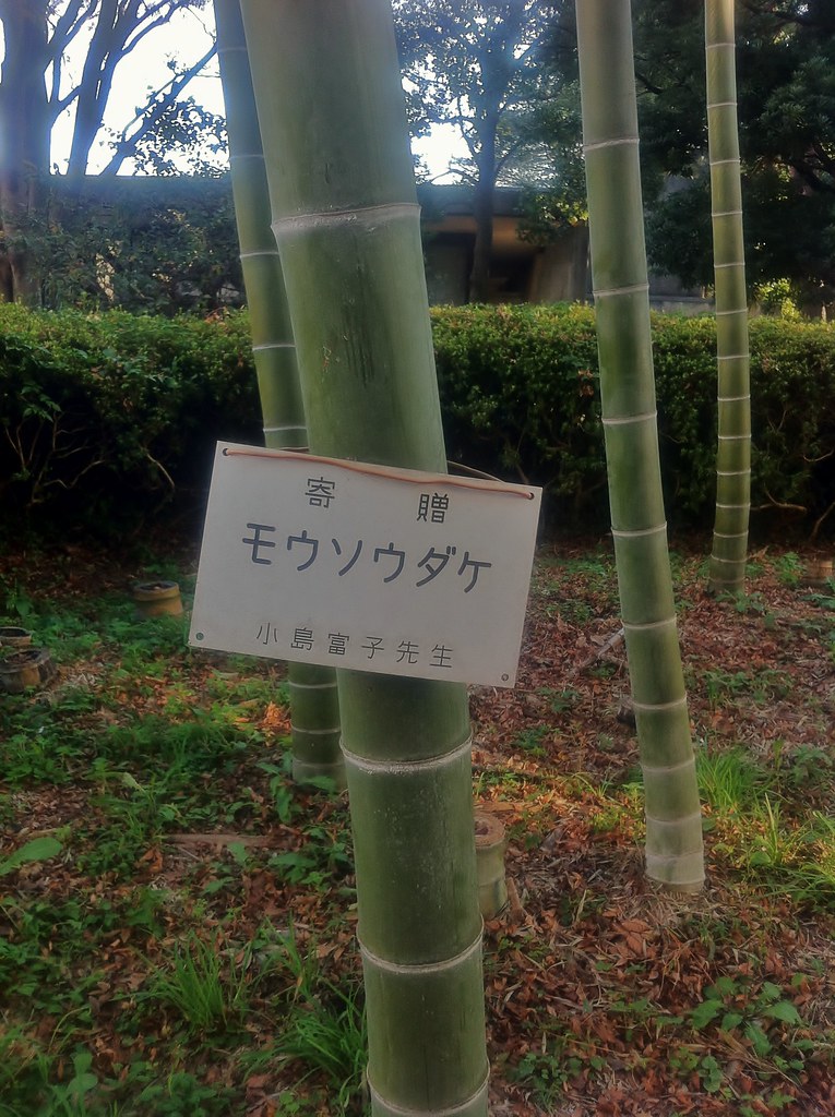 Bambu Mossô (Phyllostachys edulis)