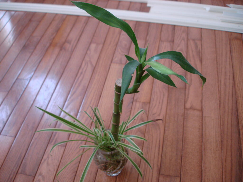 Bambu da Sorte Dracaena sanderiana