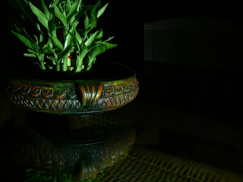 Bambu da Sorte Dracaena sanderiana