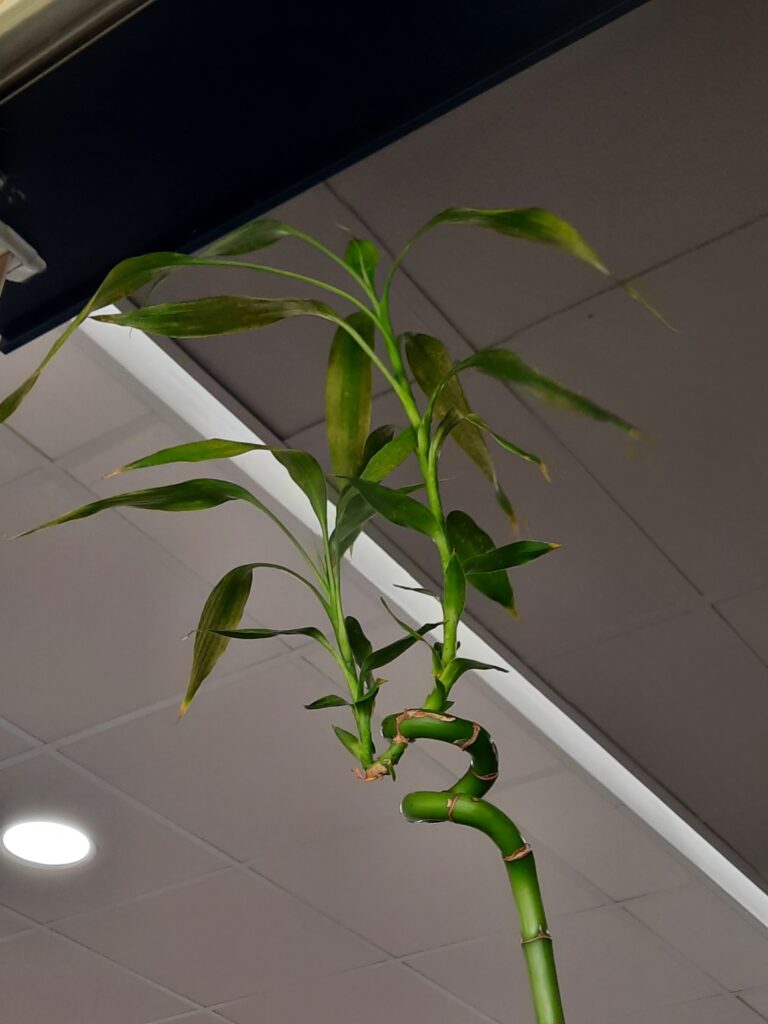 Bambu da Sorte Dracaena sanderiana