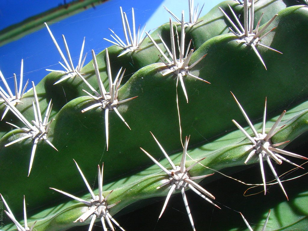 Plantas da Sorte Plantas da Sorte