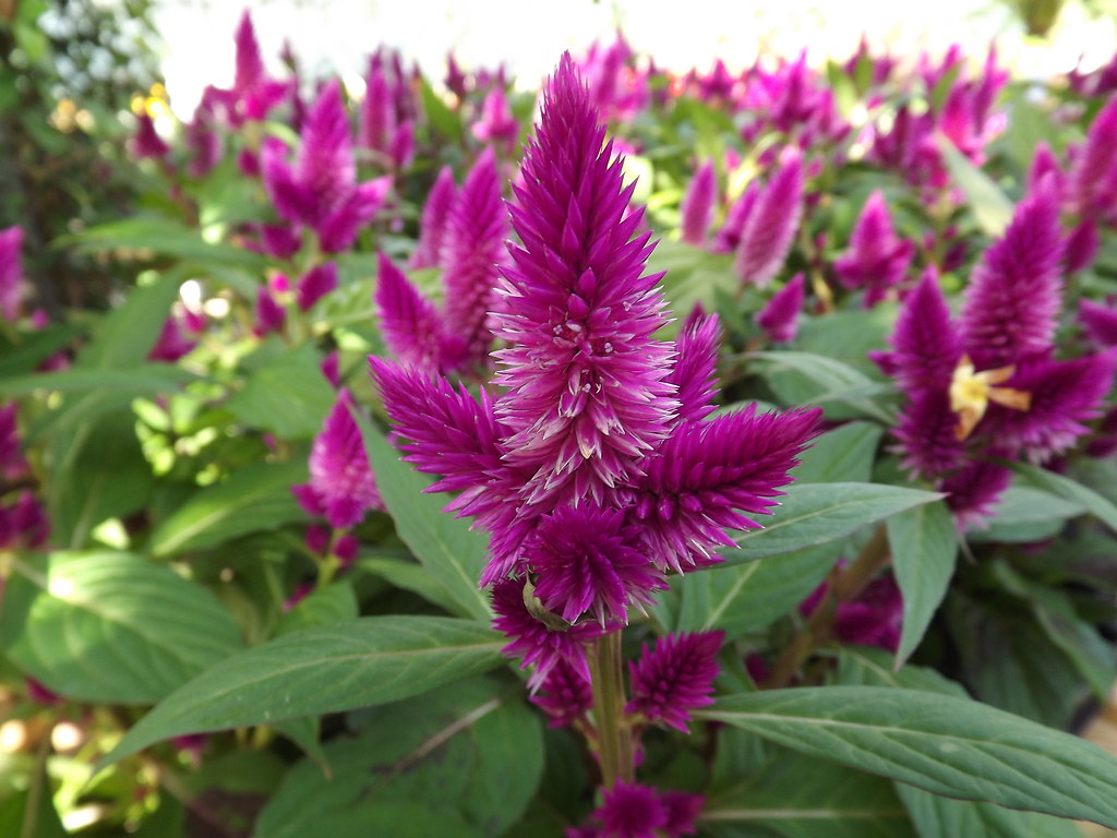 Crista plumosa (Celosia argentea)