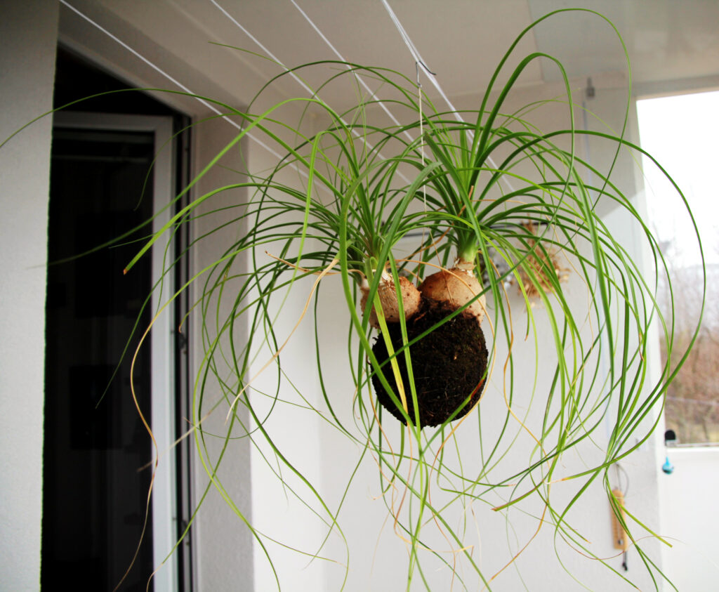 Kokedama Kokedama