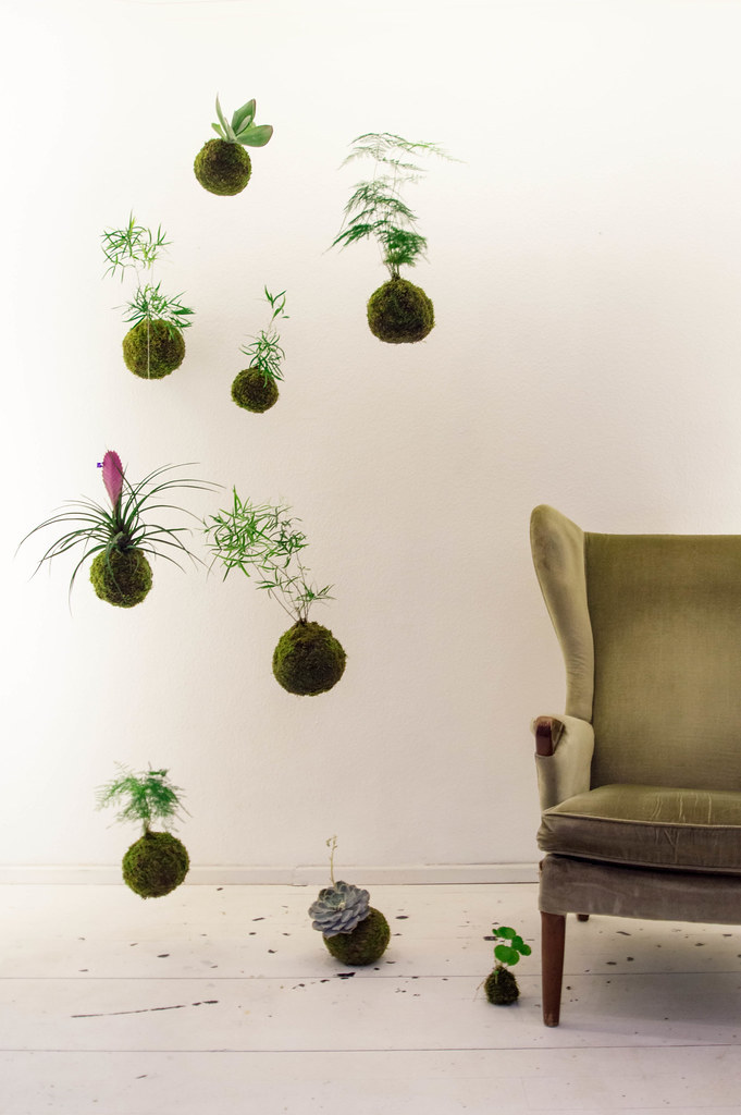 Kokedama Kokedama