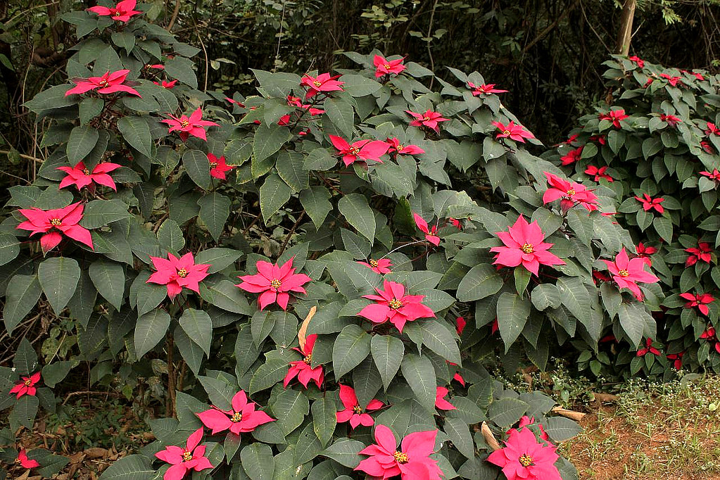 Poinsétia - Flor Do Natal (Euphorbia pulcherrima)