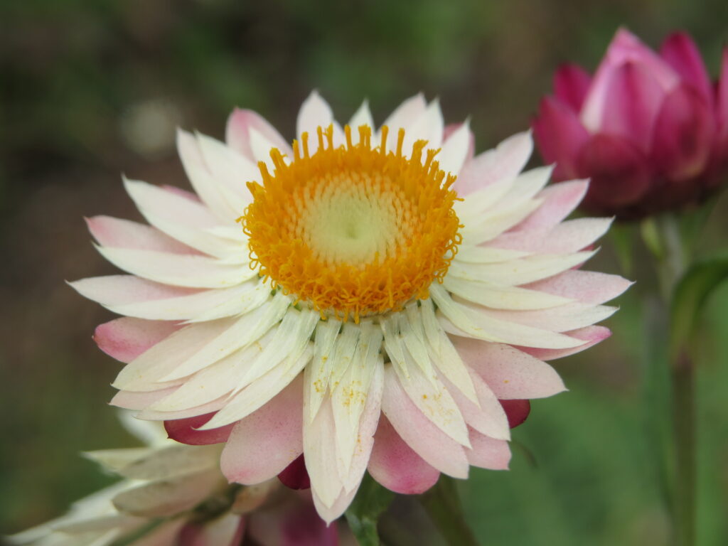 Flor Sempre-Vivas (Xerochrysum bracteatum) Flor Sempre-Vivas (Xerochrysum bracteatum)