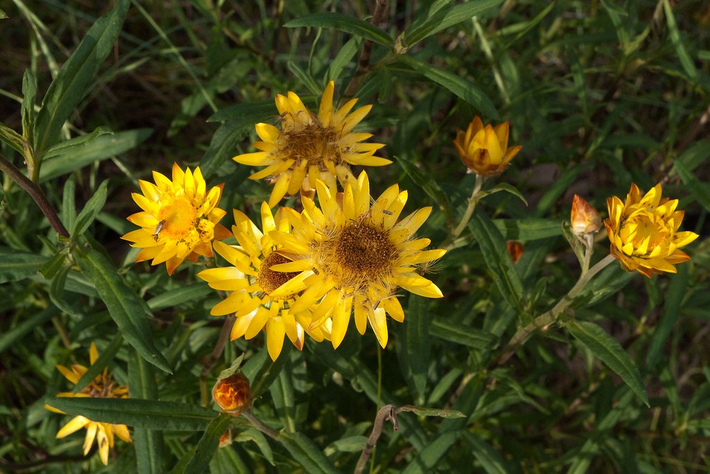 Flor Sempre-Vivas (Xerochrysum bracteatum) Flor Sempre-Vivas (Xerochrysum bracteatum)
