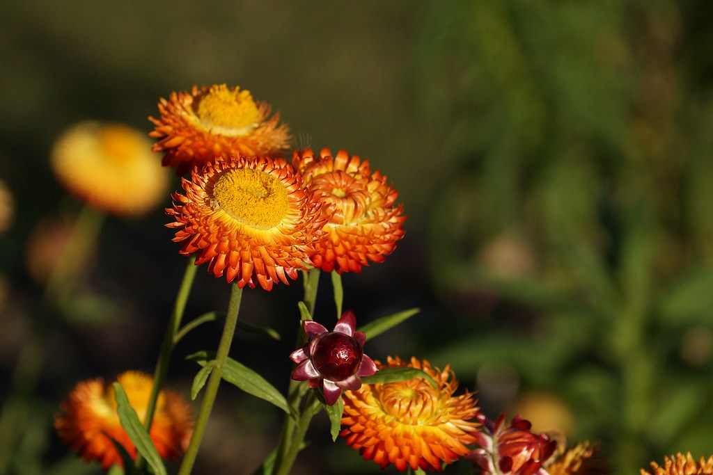 Flor Sempre-Vivas (Xerochrysum bracteatum) Flor Sempre-Vivas (Xerochrysum bracteatum)