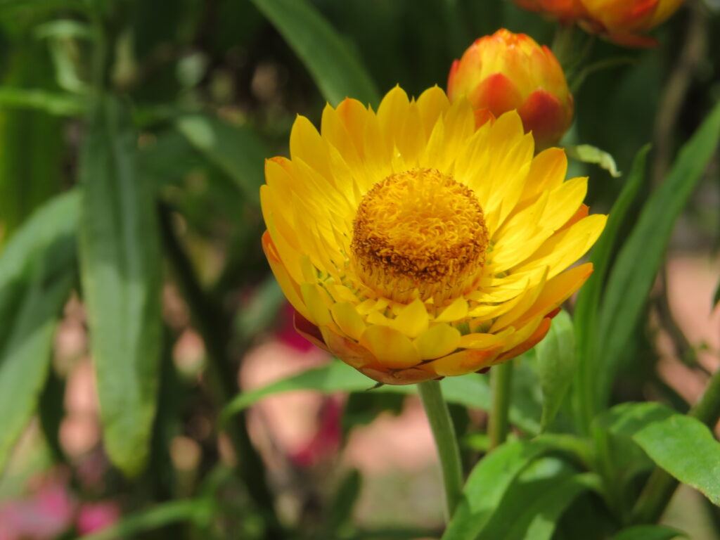 Flor Sempre-Vivas (Xerochrysum bracteatum)