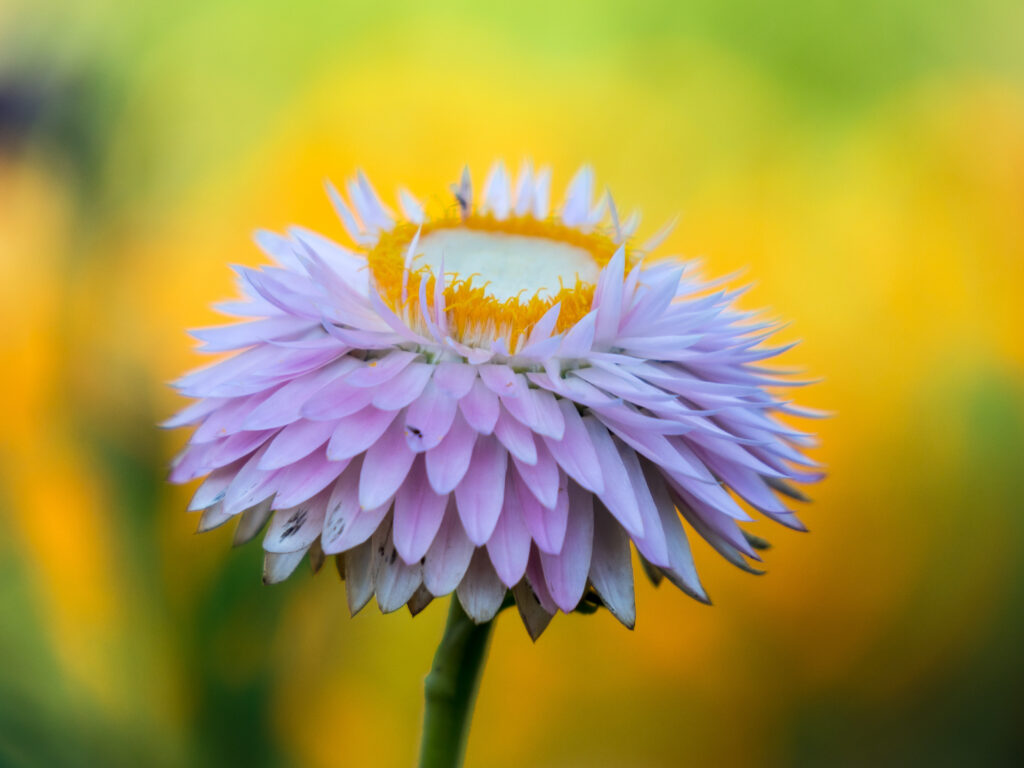 Flor Sempre-Vivas (Xerochrysum bracteatum) Flor Sempre-Vivas (Xerochrysum bracteatum)