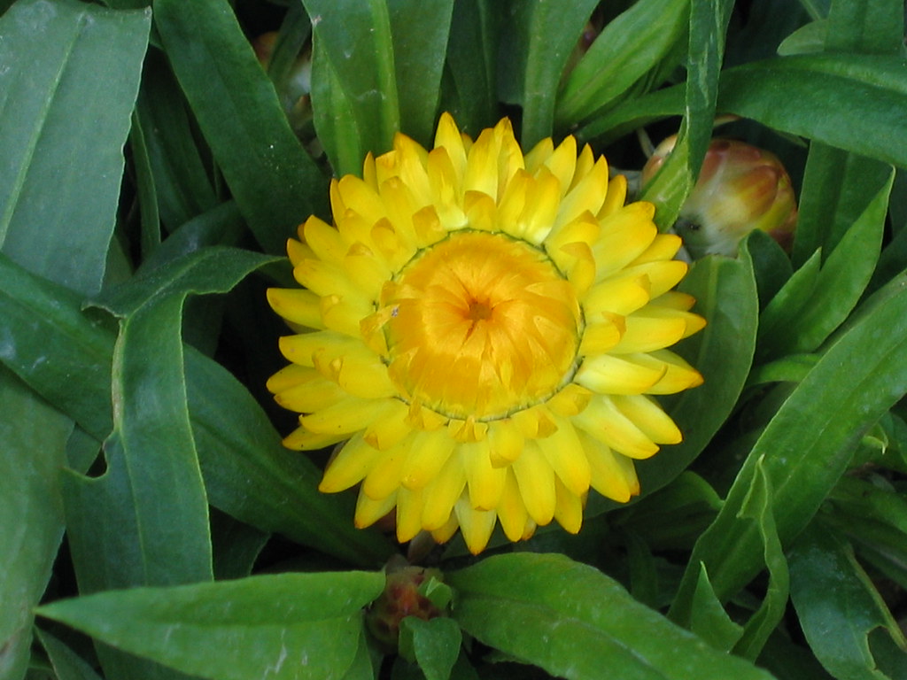 Flor Sempre-Vivas (Xerochrysum bracteatum)