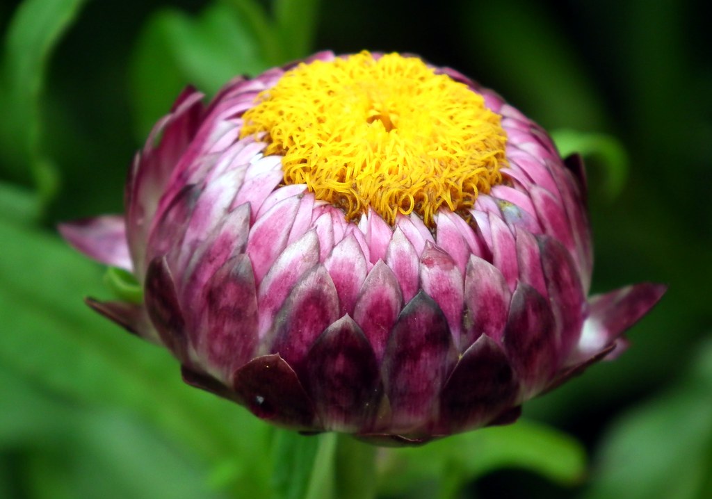 Flor Sempre-Vivas (Xerochrysum bracteatum)