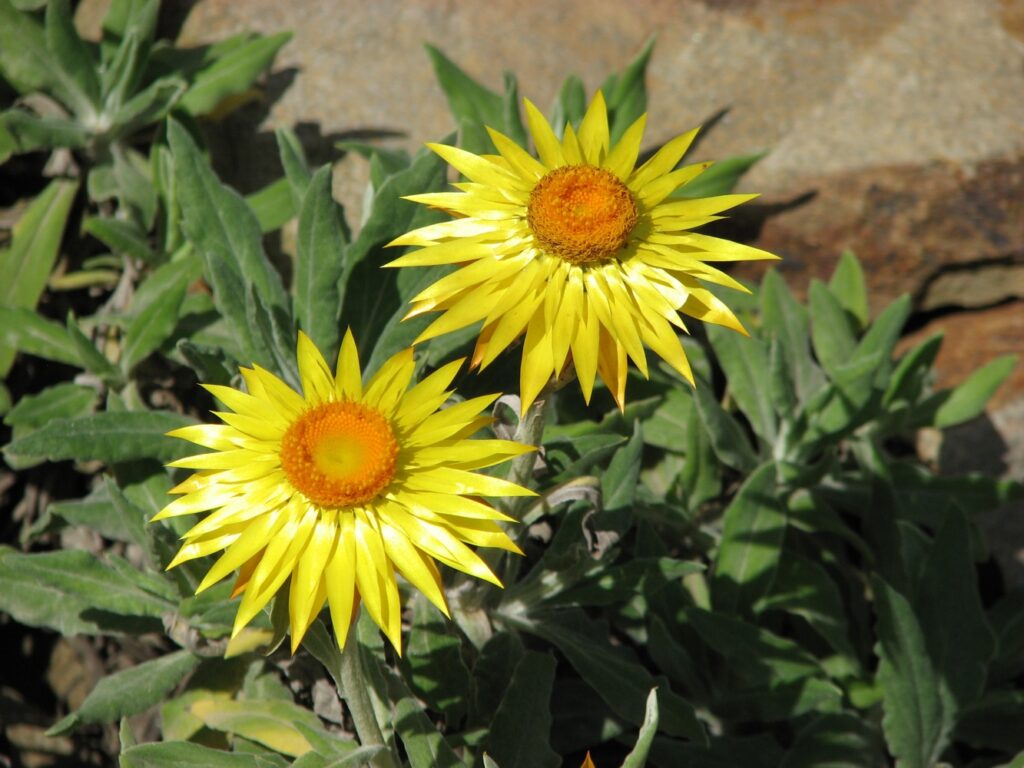 Flor Sempre-Vivas (Xerochrysum bracteatum)