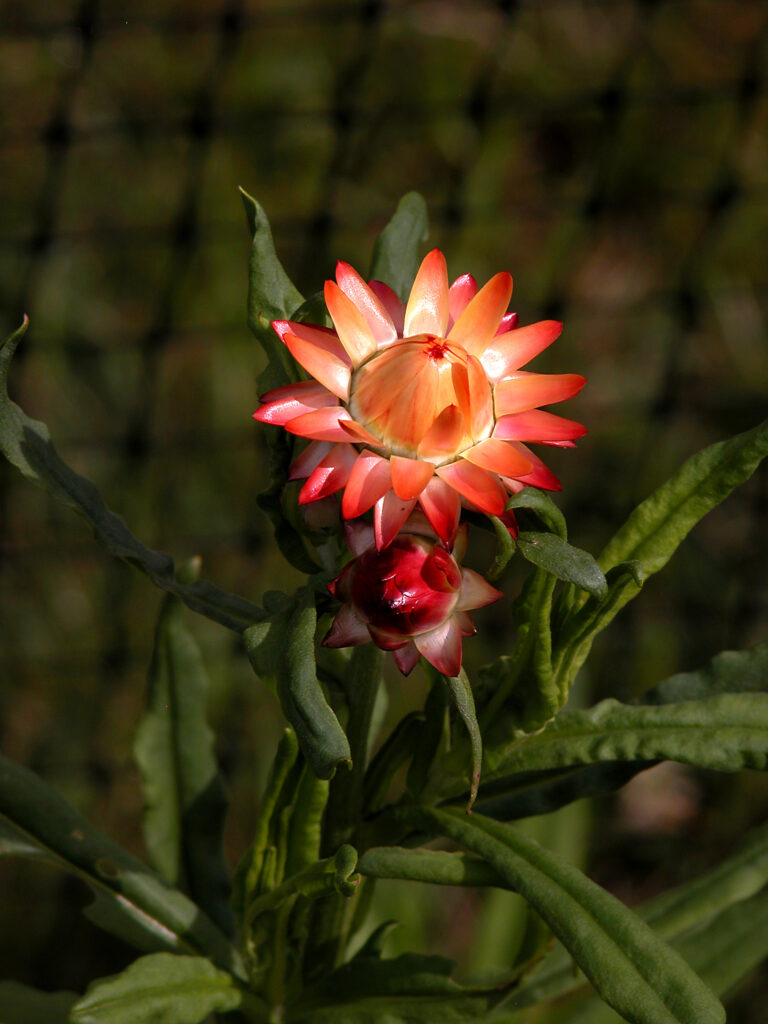 Flor Sempre-Vivas (Xerochrysum bracteatum)