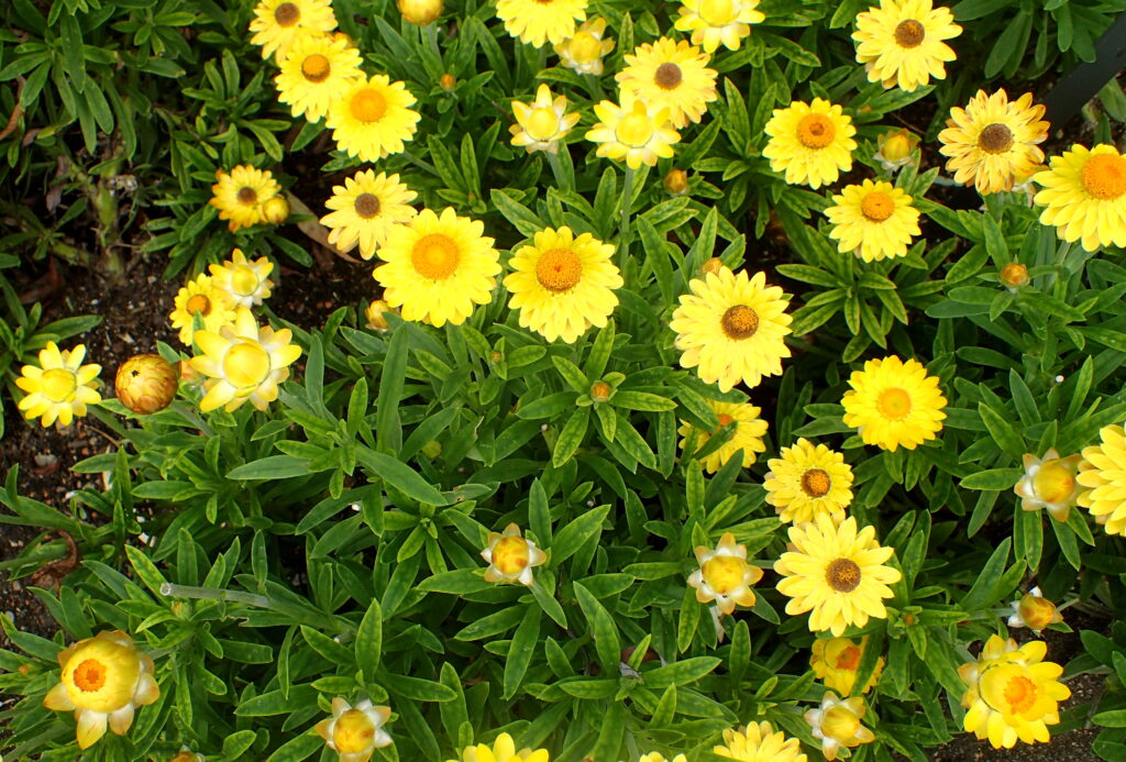 Flor Sempre-Vivas (Xerochrysum bracteatum)