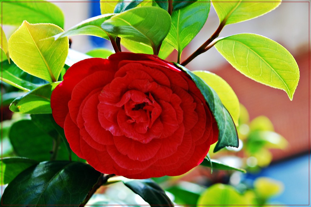 Camélia (Camellia)