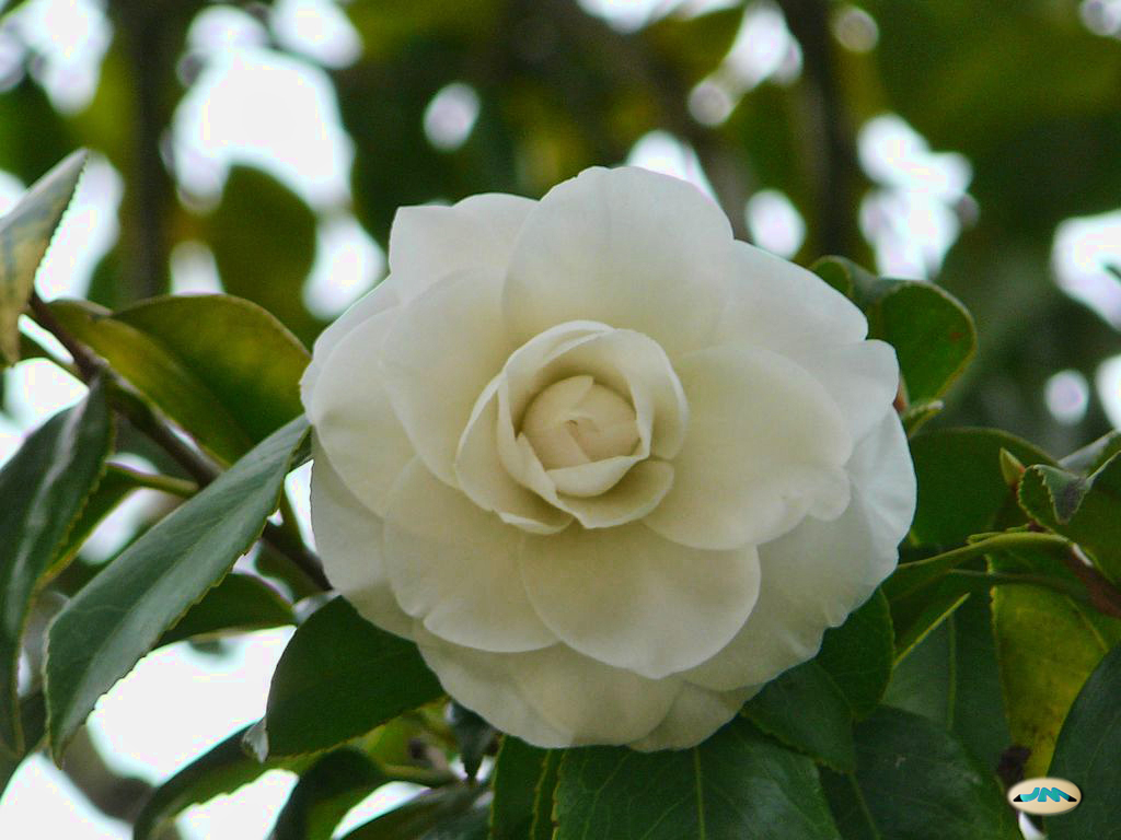Camélia (Camellia) Camélia (Camellia)