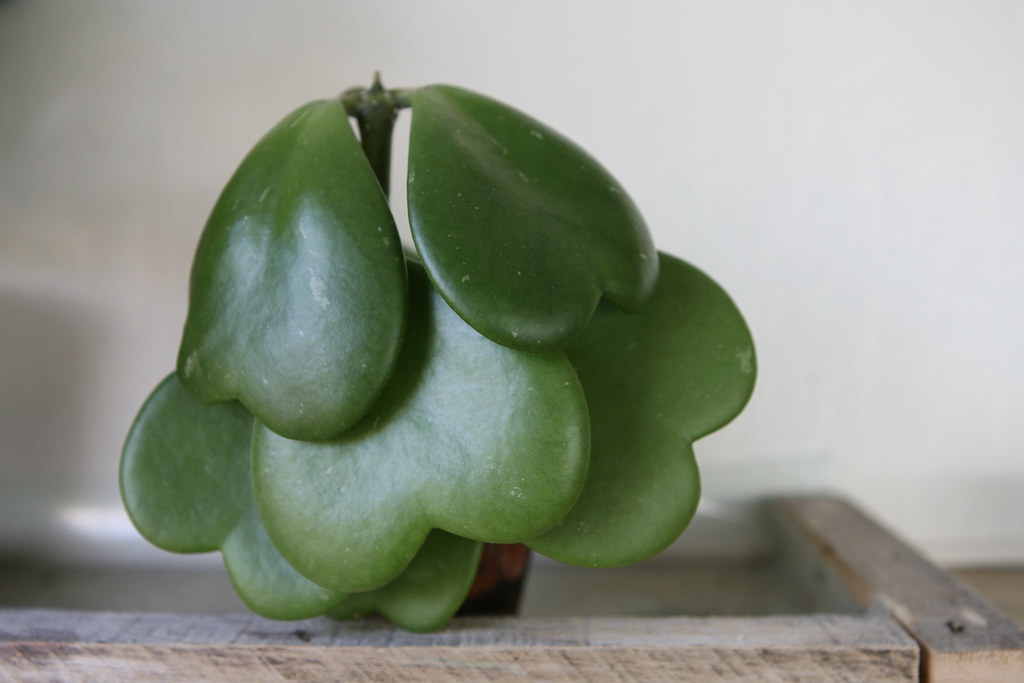 Planta coração (Hoya kerrii)
