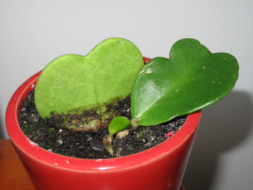 Planta coração (Hoya kerrii)