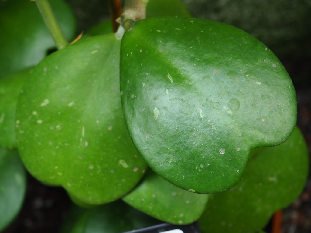 Planta coração (Hoya kerrii)