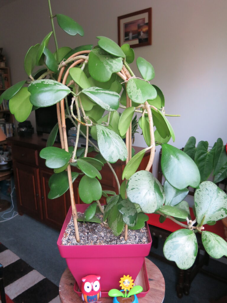 Planta coração (Hoya kerrii)