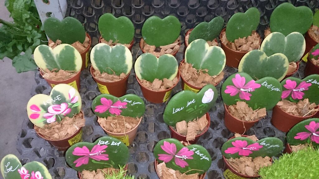 Planta coração (Hoya kerrii)