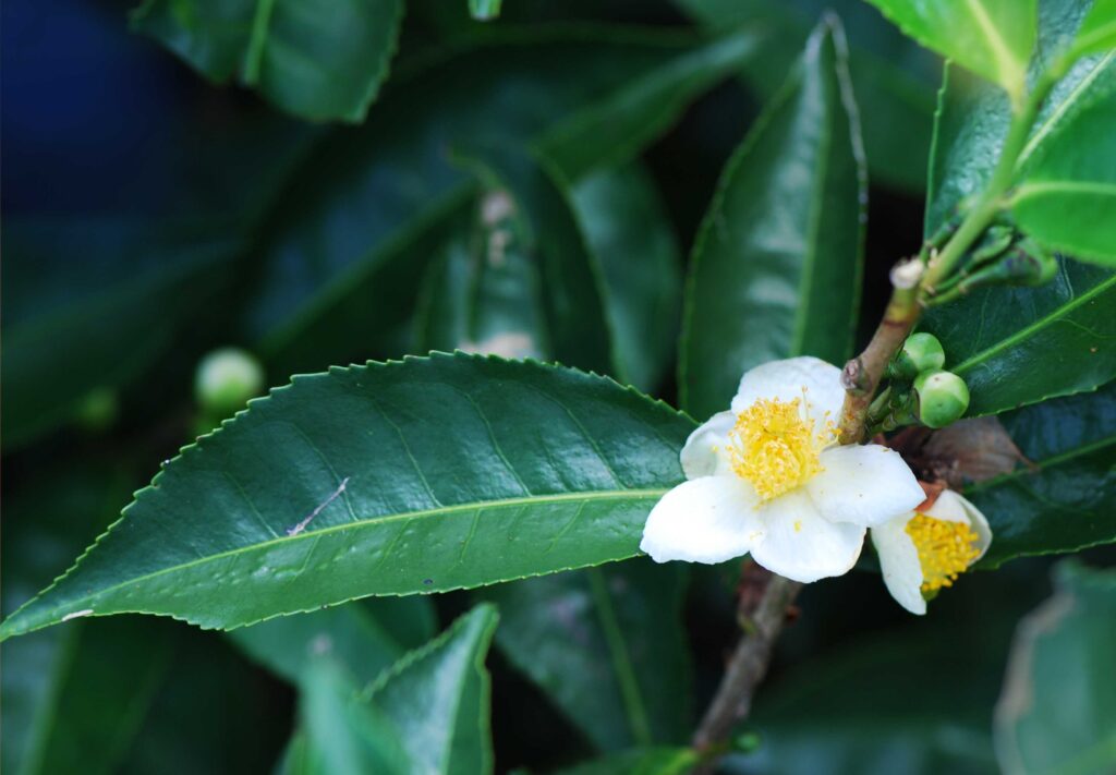 Camellia sinensis (Chá-da-índia)