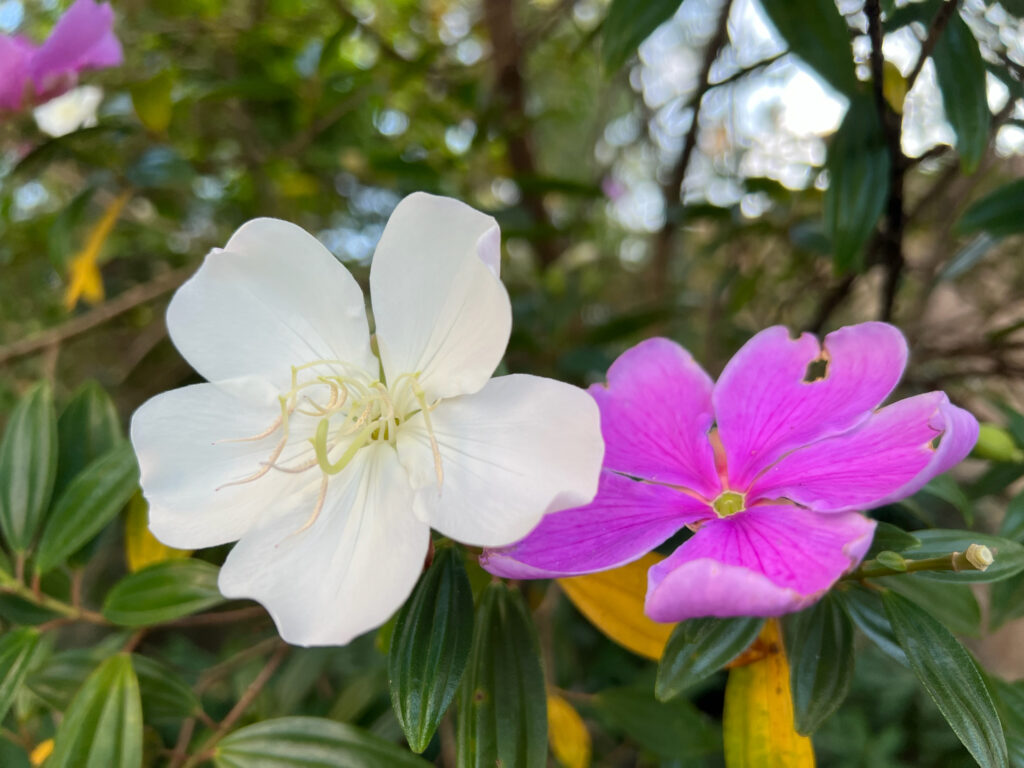 Manacá-da-serra (Tibouchina mutabilis)