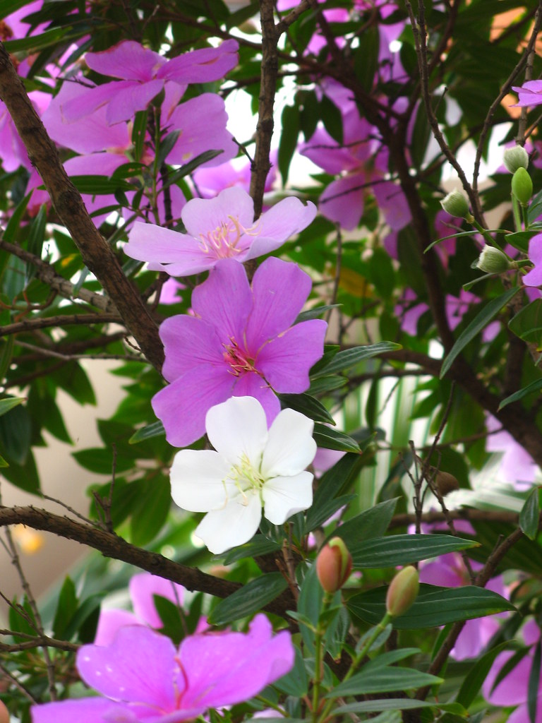 Manacá-da-serra (Tibouchina mutabilis)