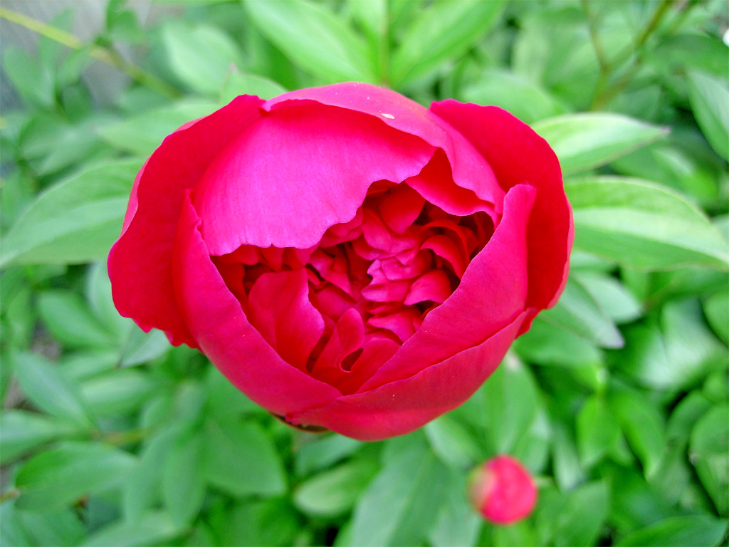 Peônia flor Peônia flor