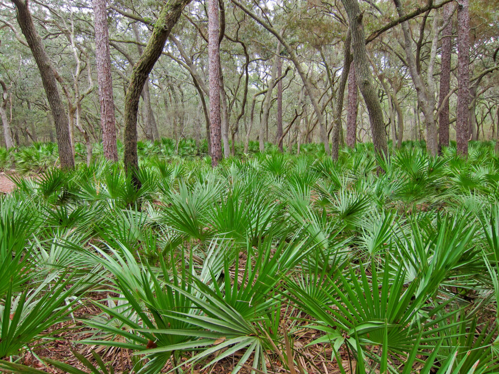 Saw palmetto (Serenoa repens)