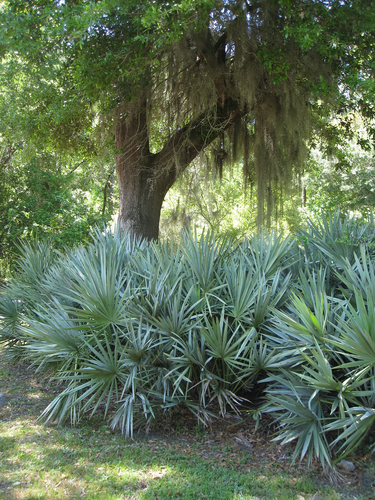 Saw palmetto (Serenoa repens) Saw palmetto (Serenoa repens)