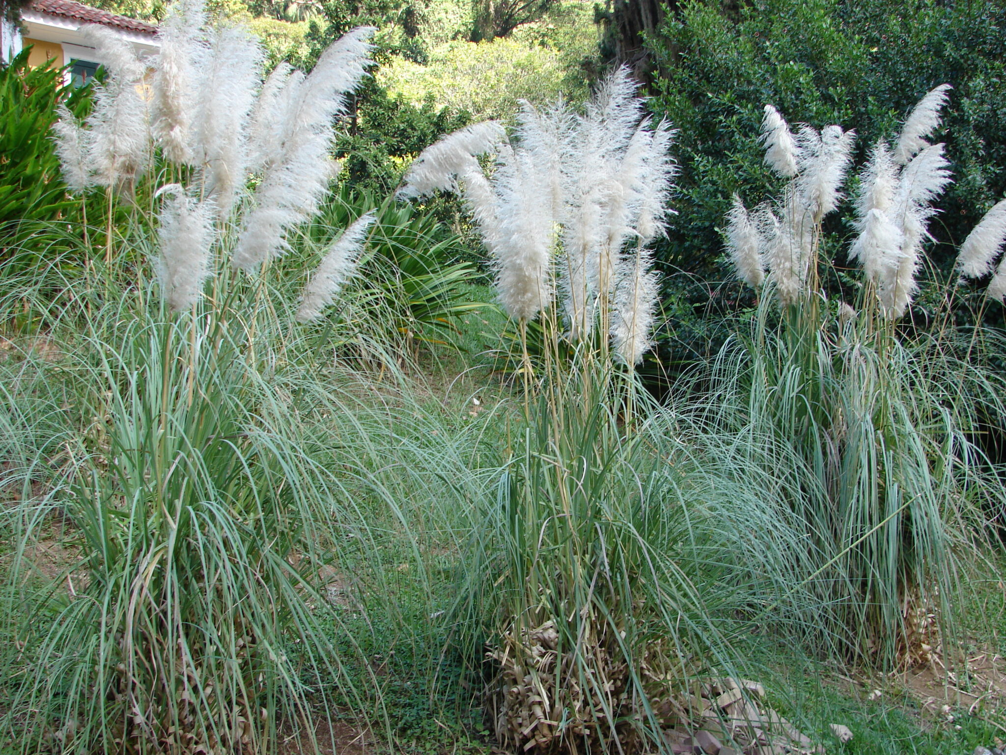 Colmo Capim Capim do Texas 🌾 - Como plantar, dicas e 16 fotos 2026