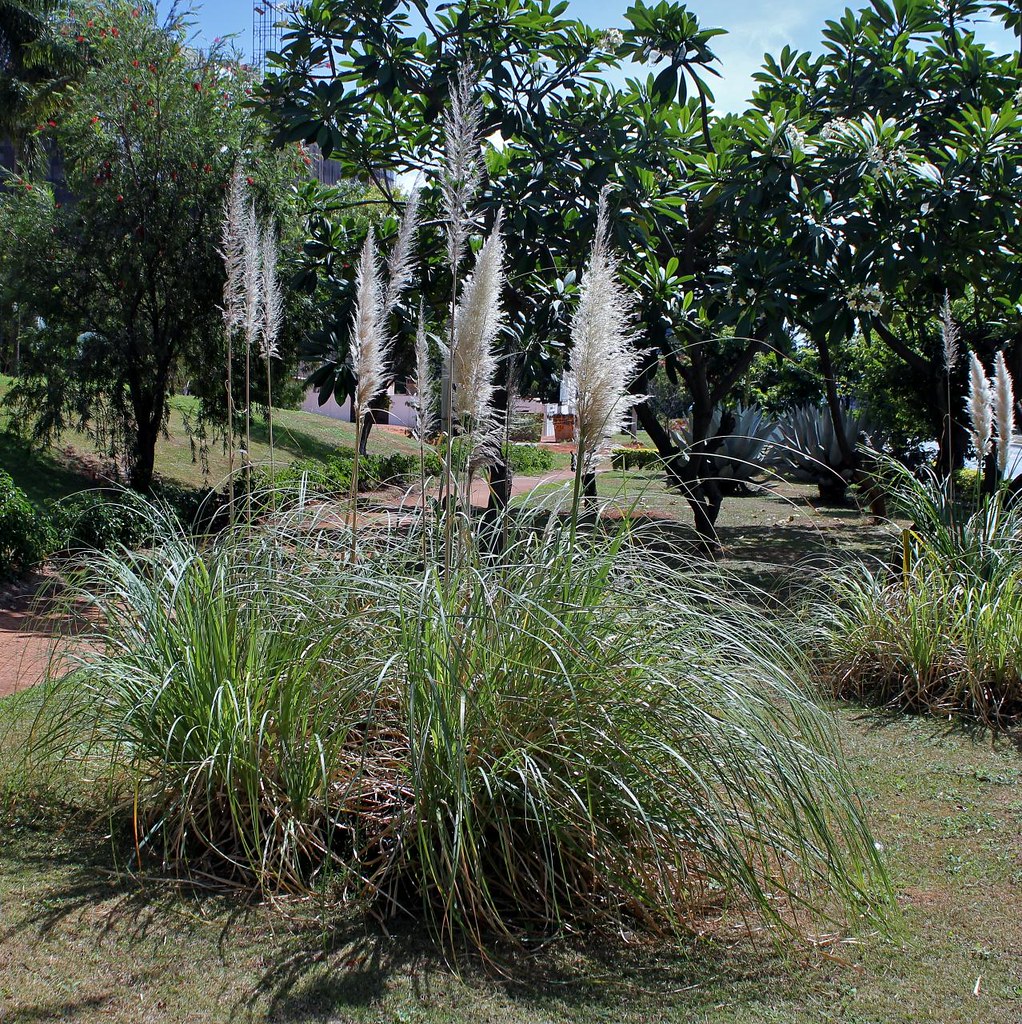 Capim dos pampas (Cotaderia selloana)