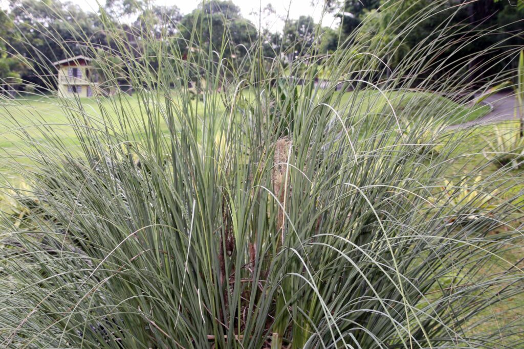 Capim dos pampas (Cotaderia selloana)